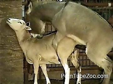 Animals in porn in Baotou